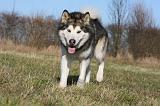 ALASKAN MALAMUTE 816